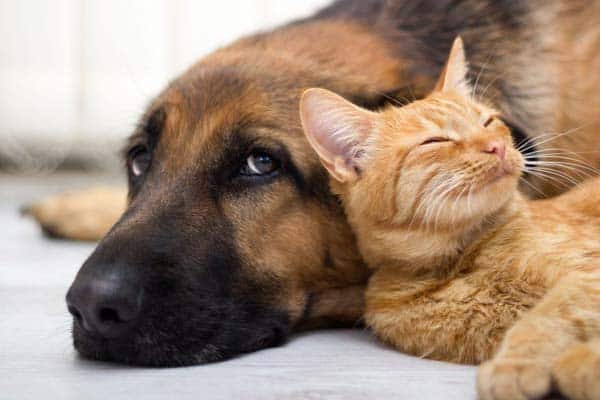 ¿se Llevan Bien Los Pastores Alemanes Con Los Gatos? ¡ayuda