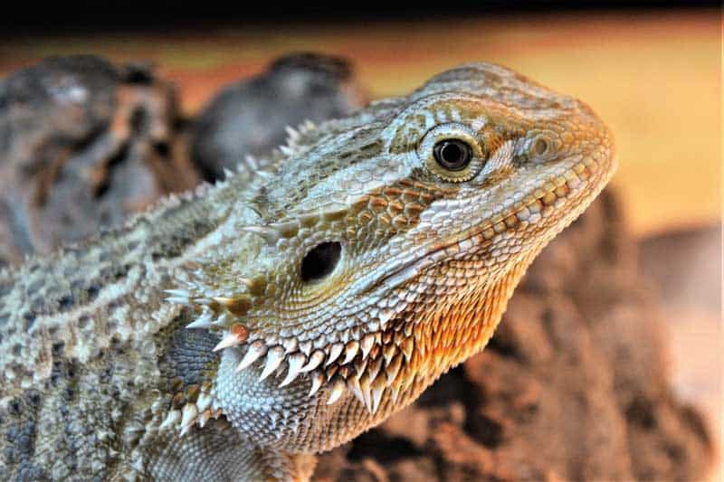¿Se Puede Sobrealimentar a Un Dragón Barbudo? ¿se Puede Sobrealimentar a Un Dragón Barbudo?