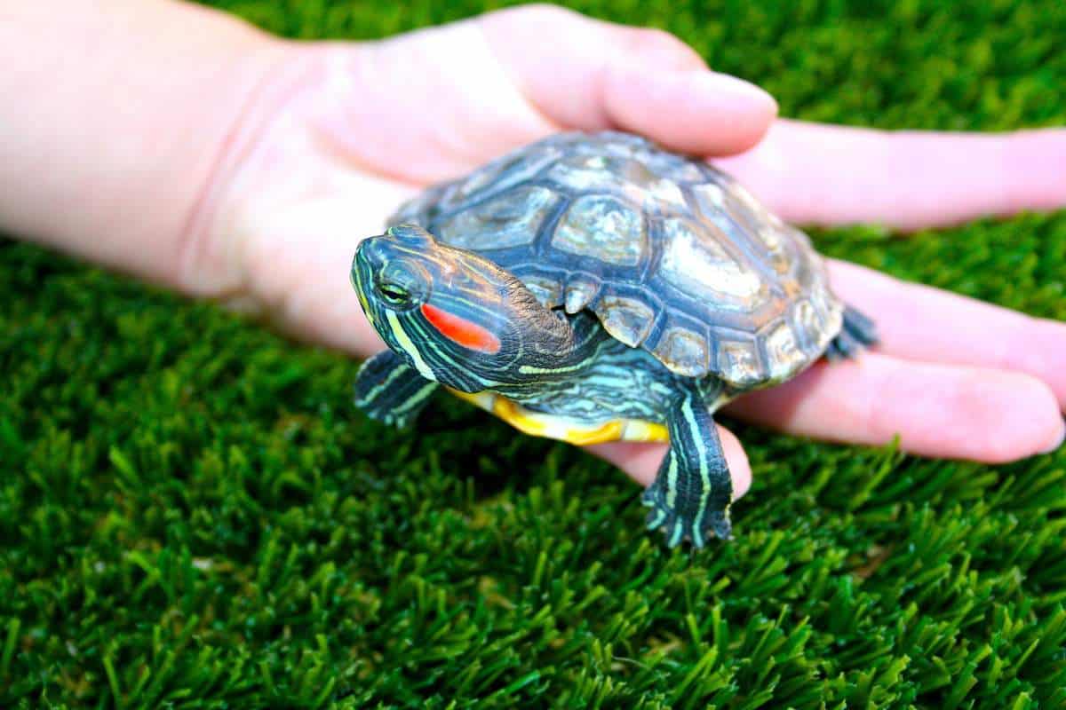 ¿Se Puede Tener Una Tortuga Salvaje Como Mascota? ¿se Puede Tener Una Tortuga Salvaje Como Mascota?