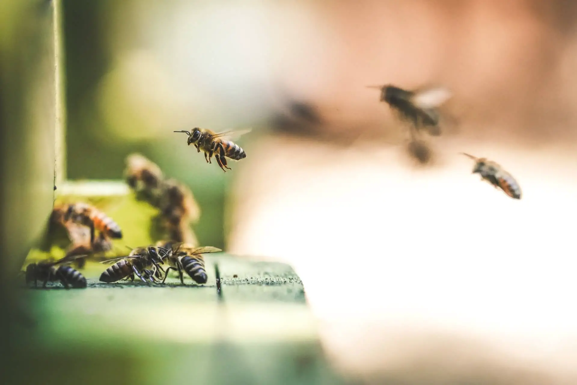 ¿se Pueden Emborrachar Las Abejas? (explicación De Las Abejas Borrachas)