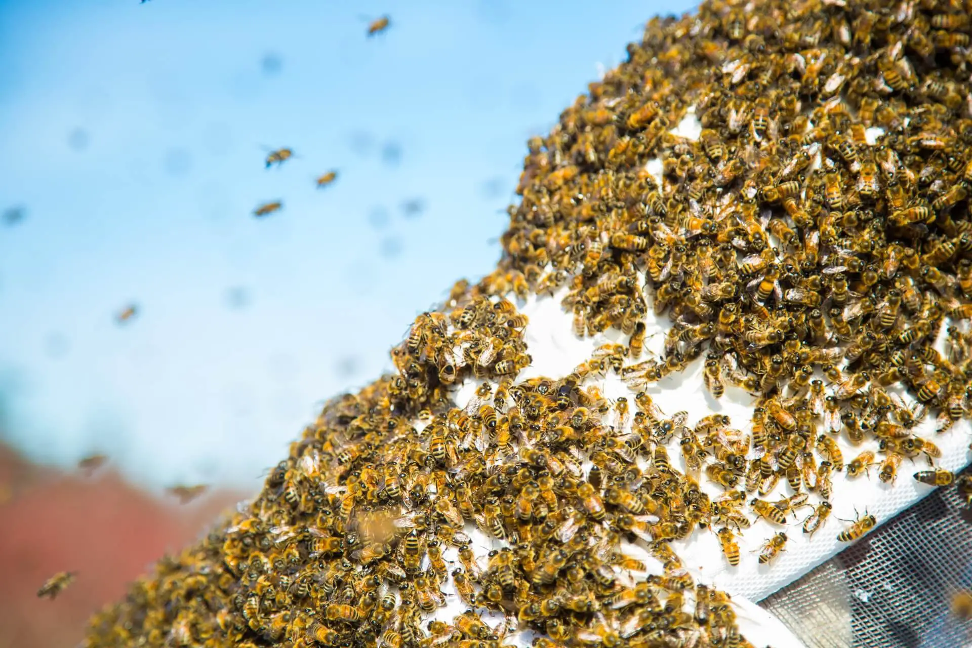 ¿se Sobrecalientan Las Abejas?