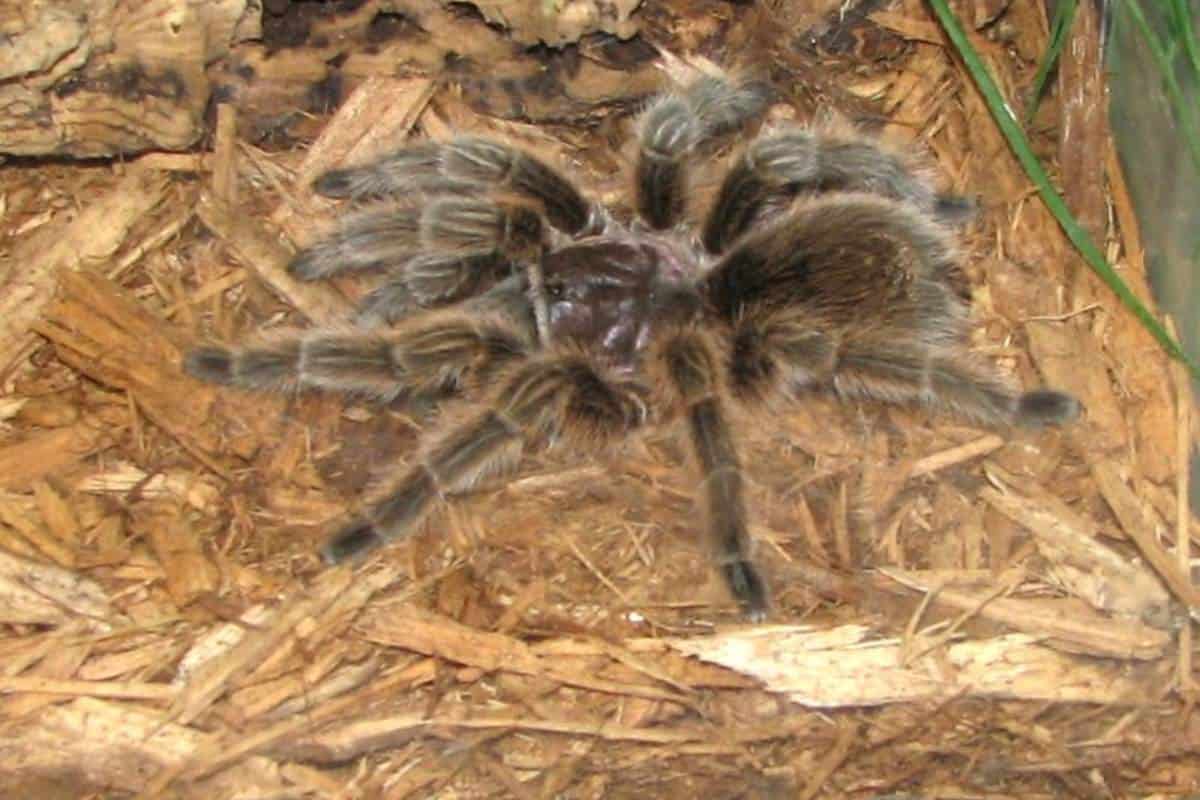 ¿Son Amigables Las Tarántulas Cuando Se Las Tiene Como Mascotas? ¿son Amigables Las Tarántulas Cuando Se Las Tiene Como Mascotas?