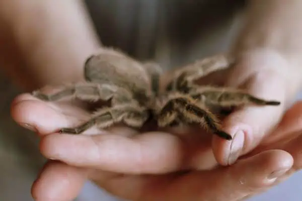 Tarántula de llama chilena