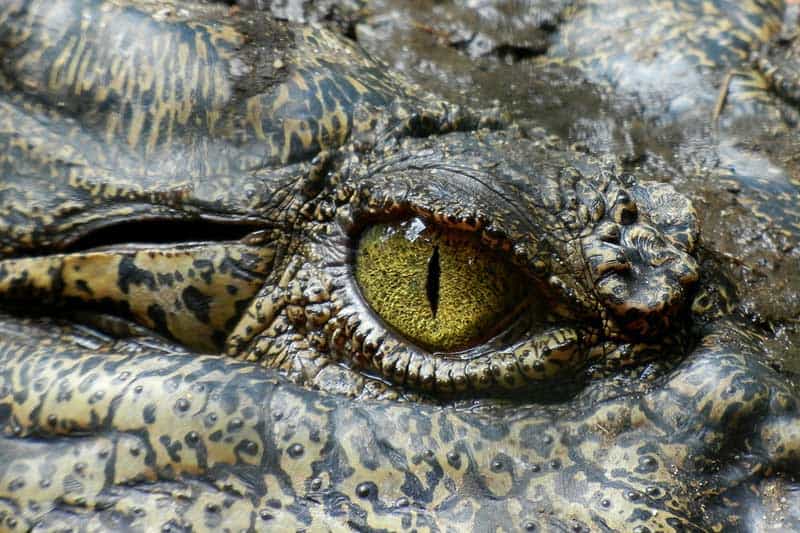 ¿Son Los Cocodrilos Dinosaurios? ¿son Los Cocodrilos Dinosaurios?
