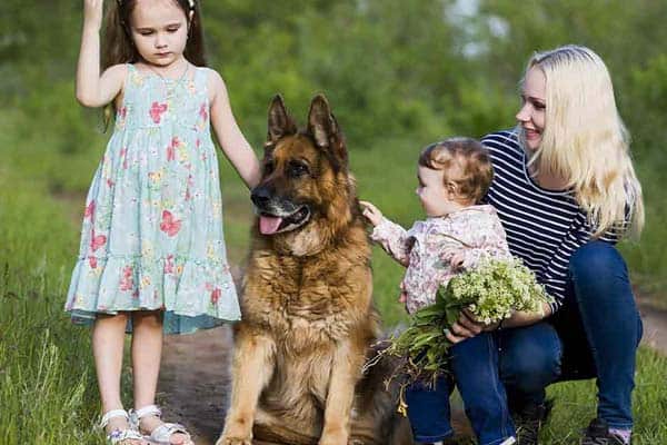 ¿Es-un-pastor-alemán-un-buen-perro-de-familia?