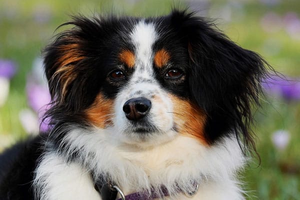 ¿son Los Pastores Australianos Perros Protectores? Sí Y No Y