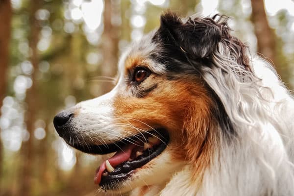 ¿Son los pastores australianos un perro de una sola persona?