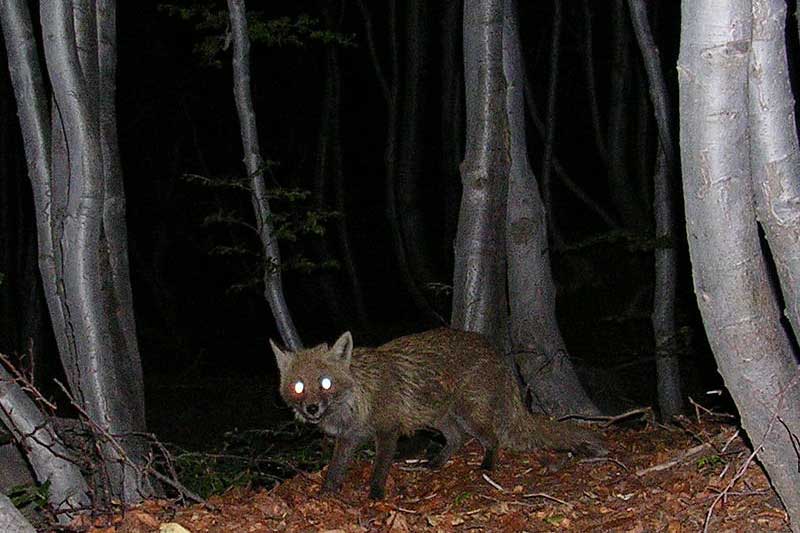 ¿Son Los Zorros Nocturnos? ¿son Los Zorros Nocturnos?