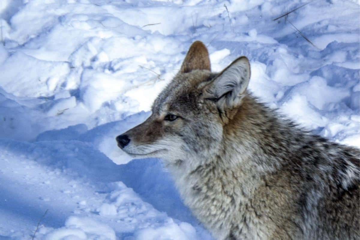 ¿Son Peligrosos Los Coyotes? (la Verdad) ¿son Peligrosos Los Coyotes? (la Verdad)