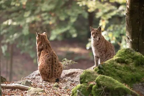 dos linces