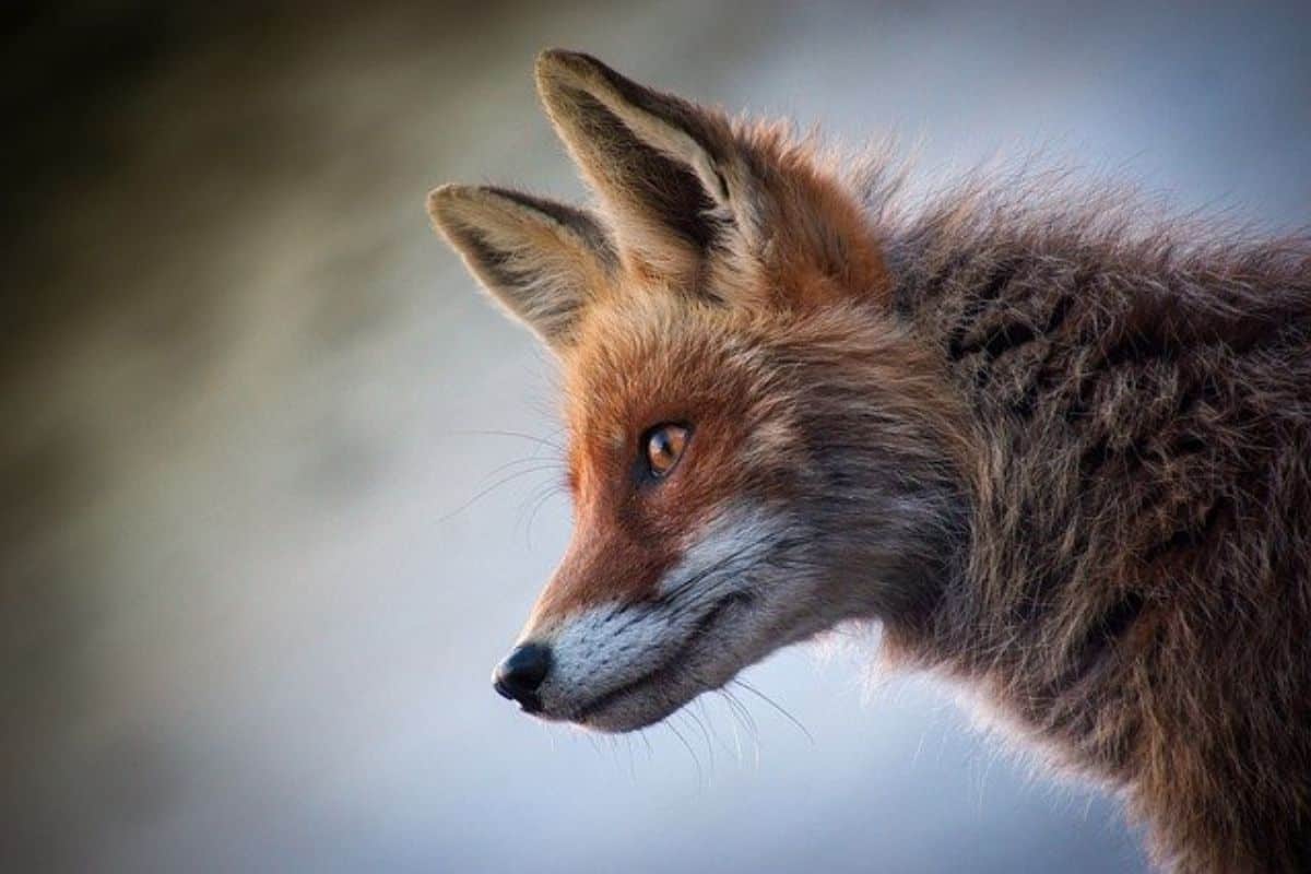 ¿Son Peligrosos Los Zorros? (Contestada) ¿son Peligrosos Los Zorros? (contestada)