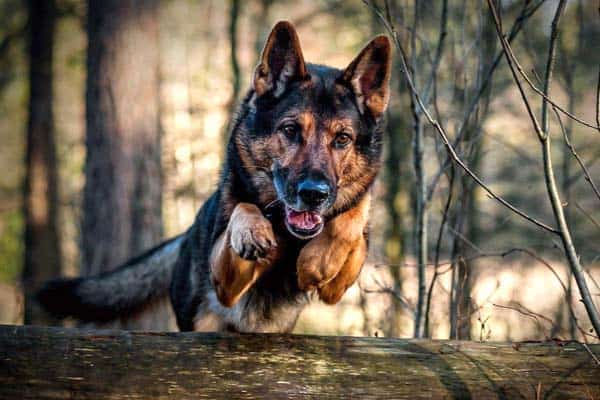 ¿Son Protectores Los Pastores Alemanes? Aceptar Los Instintos Protectores De GSD ¿son Protectores Los Pastores Alemanes? Aceptar Los Instintos Protectores De