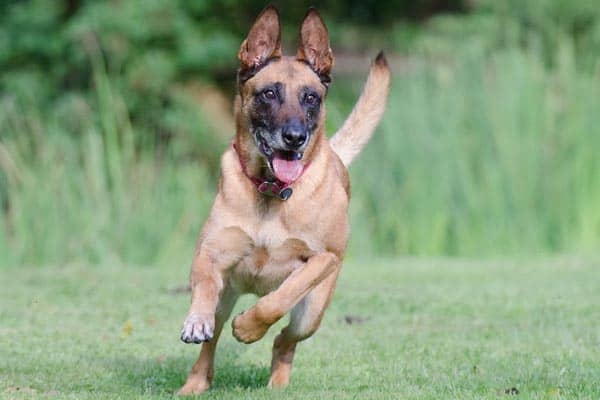 ¿Son Tiernos Los Pastores Belgas Malinois? Conozca El Lado Más Suave De Esta Protección K-9 ¿son Tiernos Los Pastores Belgas Malinois? Conozca El Lado Más