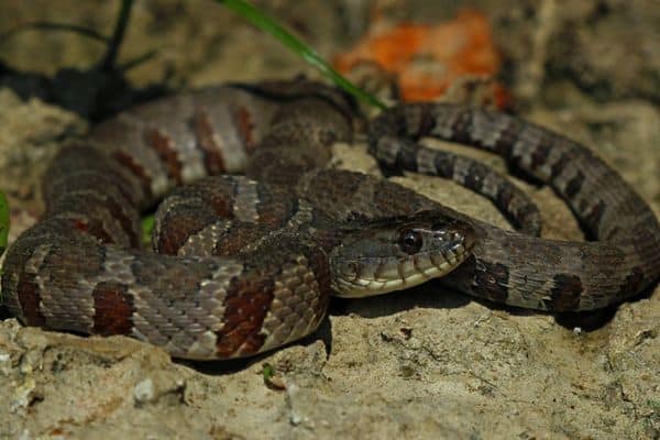 Serpiente de agua del norte en reposo
