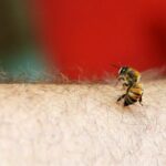 ¿Las Abejas Mueren Después De Picarte? ¿Las Abejas Mueren Después De Picarte?