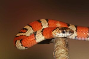10 Animales Como Serpientes (en Qué Se Parecen)