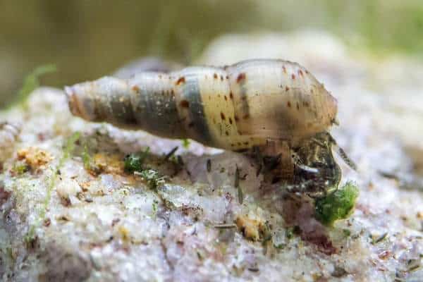 Caracol trompeta de Malasia comiendo algas