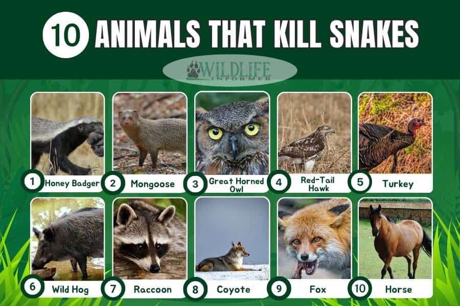 Collage de fotos de animales que matan serpientes.