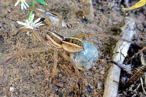 araña lobo carolina