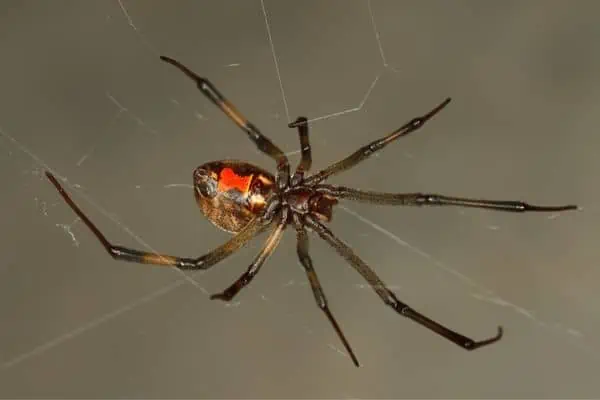 Araña viuda marrón