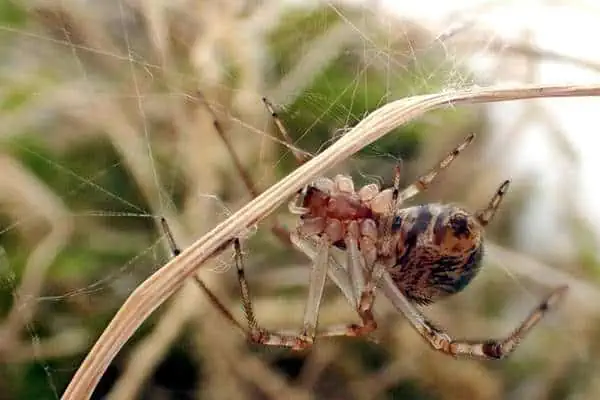 Araña doméstica americana en su red