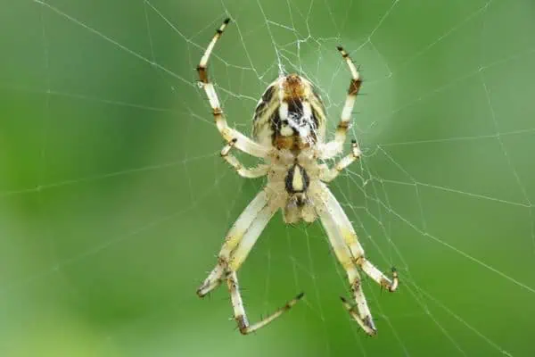 Orbweaver manchado occidental en una telaraña