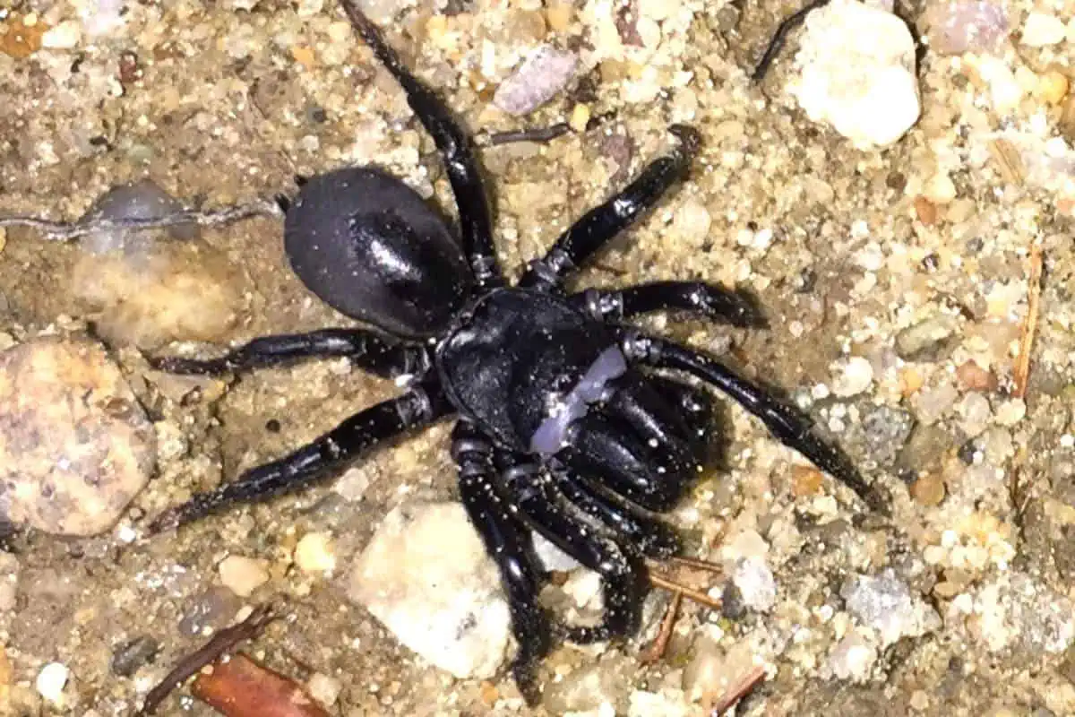 Araña de tela negra en el suelo