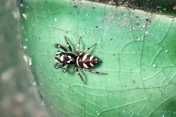 Araña cebra saltadora