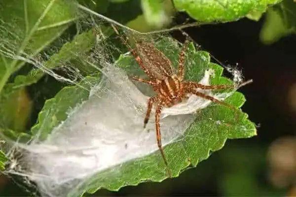 Araña de hierba americana en una hoja