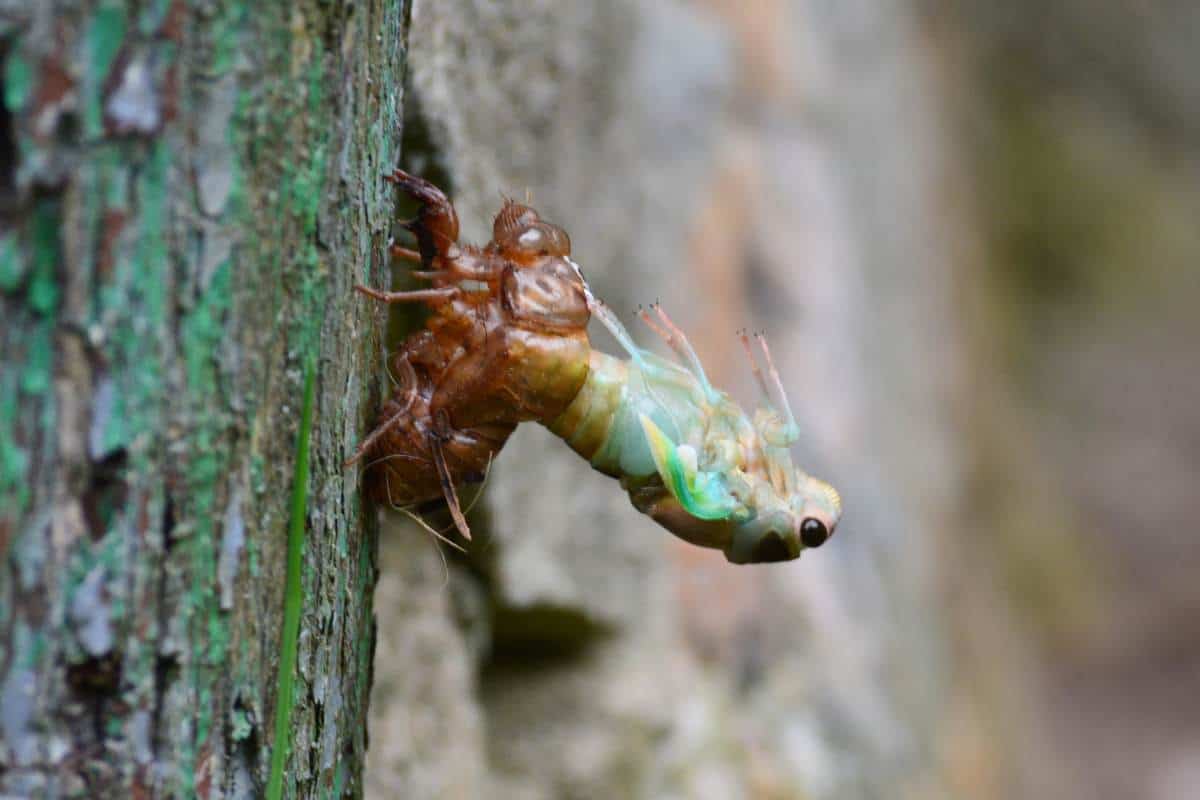 Cigarra muda en el árbol