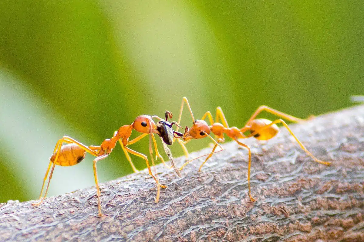 Hormigas bravas cargando insectos muertos