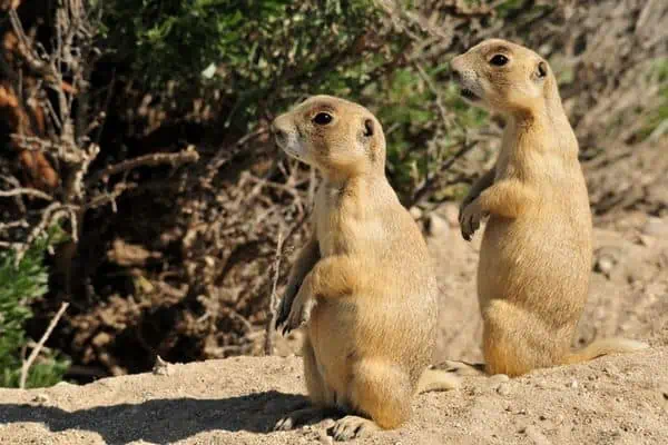 Perros de la pradera de cola blanca sentados en la arena