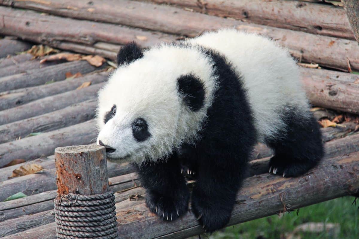 10 Datos Sorprendentes Sobre Los Pandas Bebés