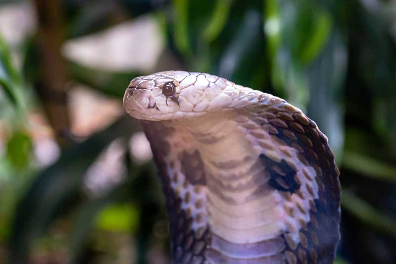 10 De Las Serpientes Venenosas Más Grandes Del Mundo 10 De Las Serpientes Venenosas Más Grandes Del Mundo