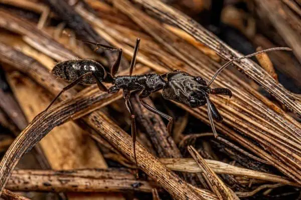 Hormiga adulta con mandíbula trampa