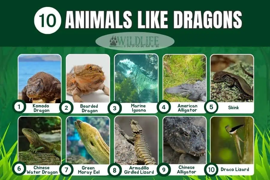Collage de fotos de animales como dragones.