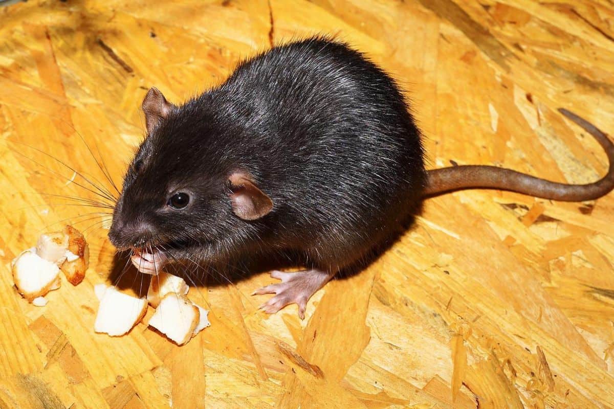 10 Ejemplos De Animales Como Las Ratas (imágenes)