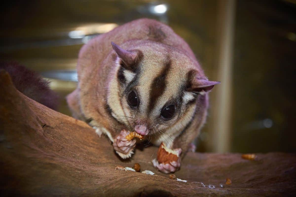 10 Ejemplos De Animales Como Petauros Del Azúcar