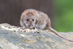 10 Ejemplos De Depredadores De Ratas