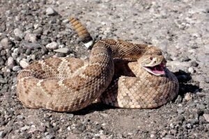 10 Ejemplos De Depredadores De Serpientes De Cascabel