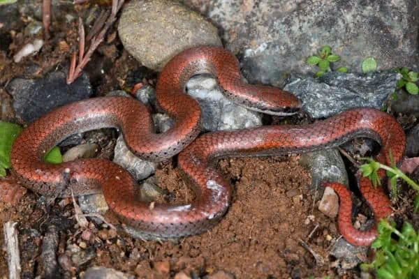 Serpiente de cola afilada descansando