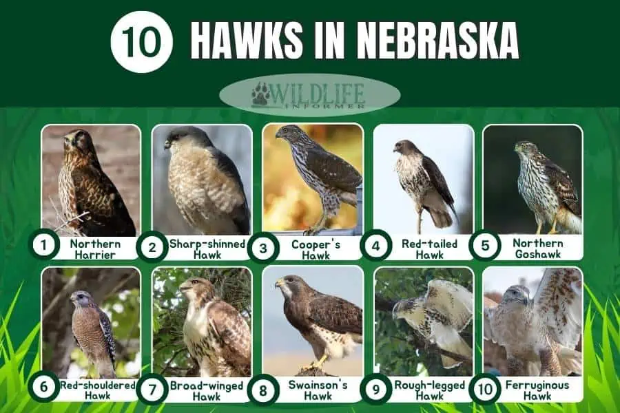 Collage de fotos de halcones en Nebraska