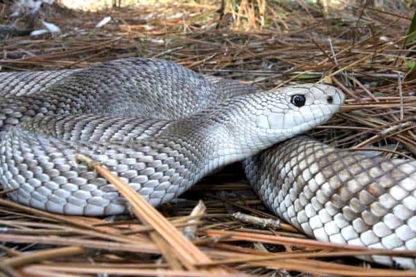 Serpiente de pino de Florida