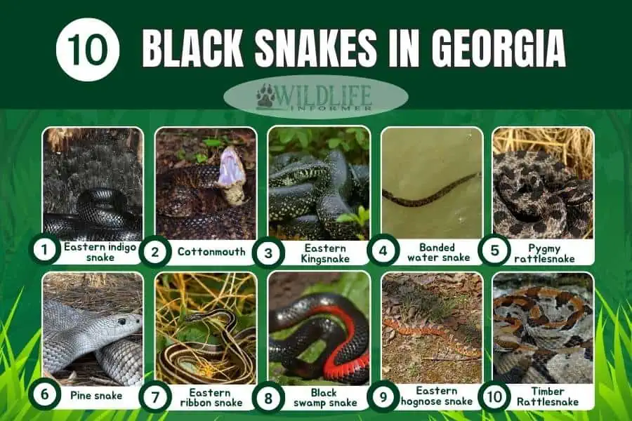 Collage de fotos de serpientes negras en Georgia