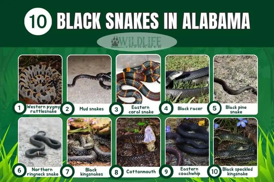 Foto collage de serpientes negras en Alabama