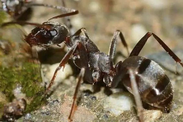 hormigas