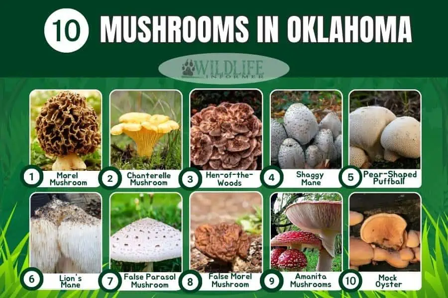 Collage de fotos de setas en Oklahoma