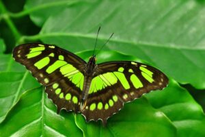 10 Tipos De Mariposas Verdes (con Imágenes)