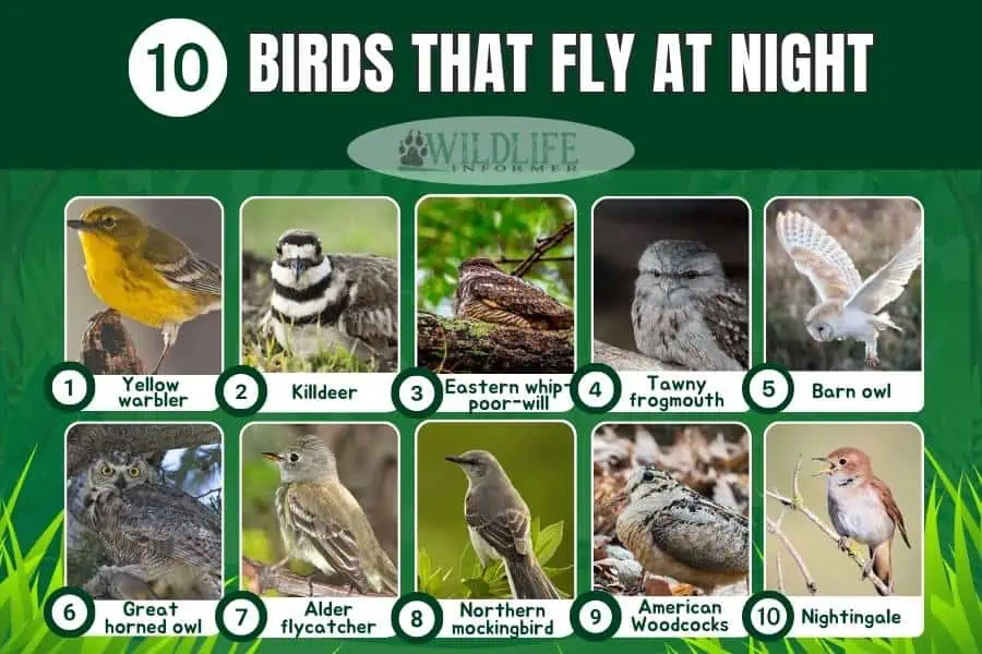 Collage de fotos de pájaros que vuelan de noche.