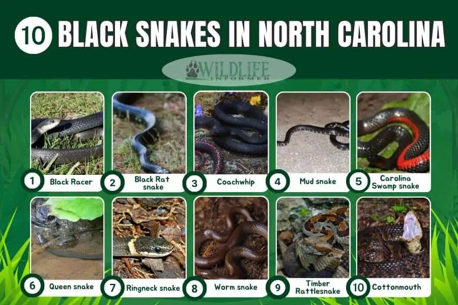 Serpientes negras en Carolina del Norte